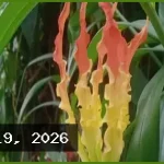 বর্ষার ফুলে মুগ্ধ প্রকৃতি: সবুজ ক্যানভাসে রঙের ছোঁয়া