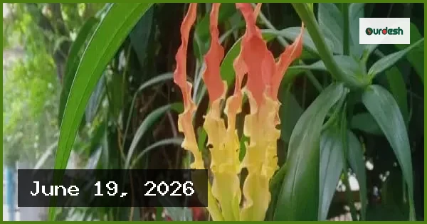 বর্ষার ফুলে মুগ্ধ প্রকৃতি: সবুজ ক্যানভাসে রঙের ছোঁয়া