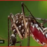 দেশে ডেঙ্গুতে নতুন করে আরও দুজনের মৃত্যু