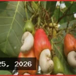 মধুপুরে কাজু বাদাম চাষে নতুন সম্ভাবনা, ঝুঁকছেন কৃষকরা