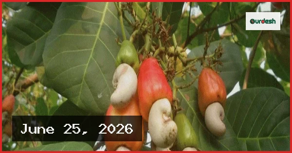 মধুপুরে কাজু বাদাম চাষে নতুন সম্ভাবনা, ঝুঁকছেন কৃষকরা