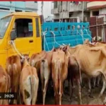 মিরসরাইয়ে চোরাই পথে আনা ১৯ গরু উদ্ধার, গ্রেফতার ৪