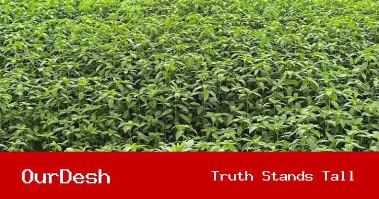 ঈশ্বরদীতে পাটের বাম্পার ফলন, কৃষকের মুখে হাসি