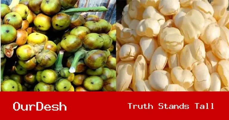 কালিয়াকৈরে তীব্র তাপপ্রবাহে তালের শাঁস বিক্রির হিড়িক: সড়কের পাশে জমজমাট পসরা