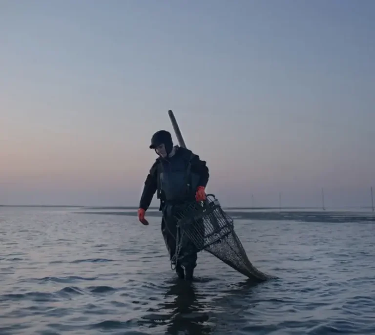 How they were introduced to the region, the blue crabs found a paradise in the delta’s lagoons.