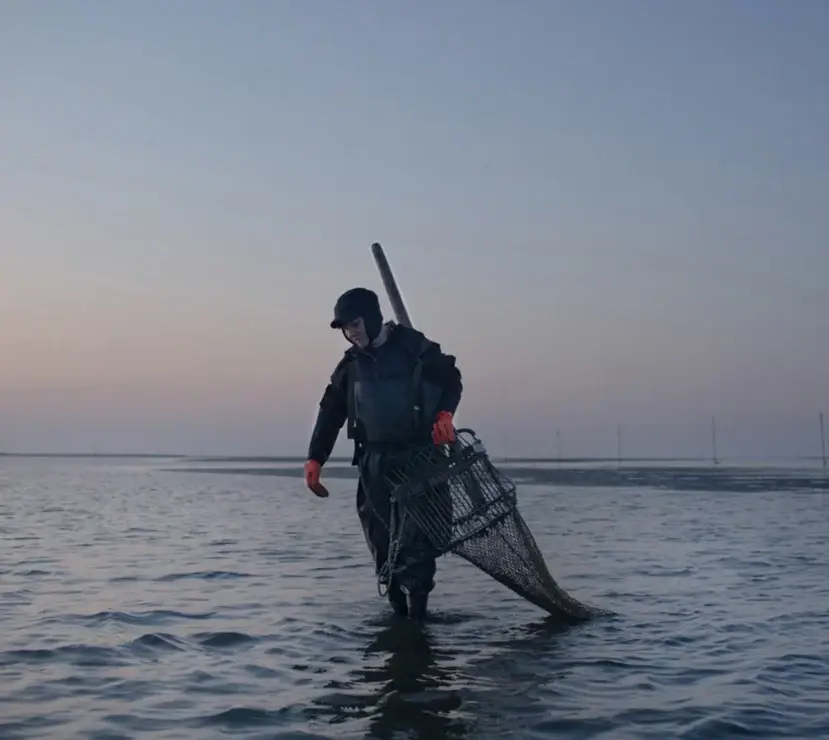 How they were introduced to the region, the blue crabs found a paradise in the delta’s lagoons.