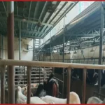 সাদিক অ্যাগ্রোর জালিয়াতি: দেশি গরুকে বিদেশি সাজিয়ে প্রতারণা