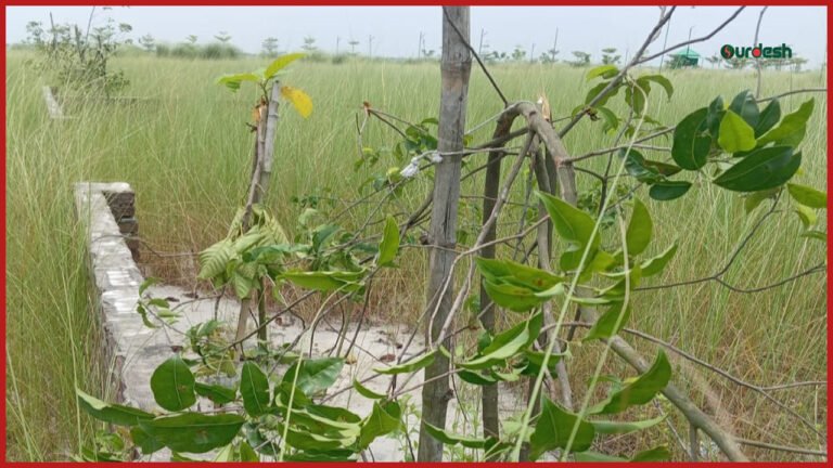 নরসিংদীতে বন্ধুসভার শতাধিক গাছ কেটে ফেলল দুর্বৃত্তরা