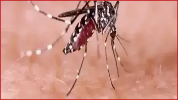 ডেঙ্গুতে ২৪ ঘণ্টায় আরও তিনজনের মৃত্যু, হাসপাতালে ভর্তি ৪৫৮