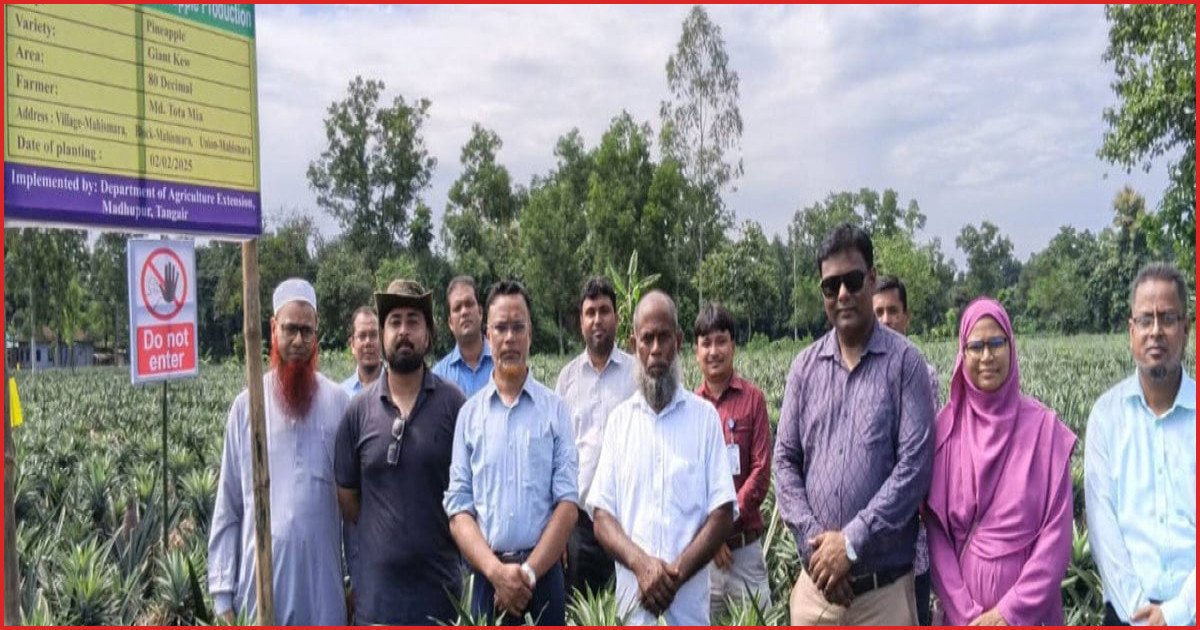 পাকিস্তানের বাজারে রপ্তানির অপেক্ষায় জিআই স্বীকৃত মধুপুরের আনারস