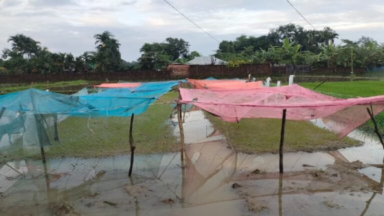 মাটিরাঙ্গায় আমন বীজতলায় বিপর্যয়, মশারির ঢাকনাতেও রক্ষা পেল না চারা