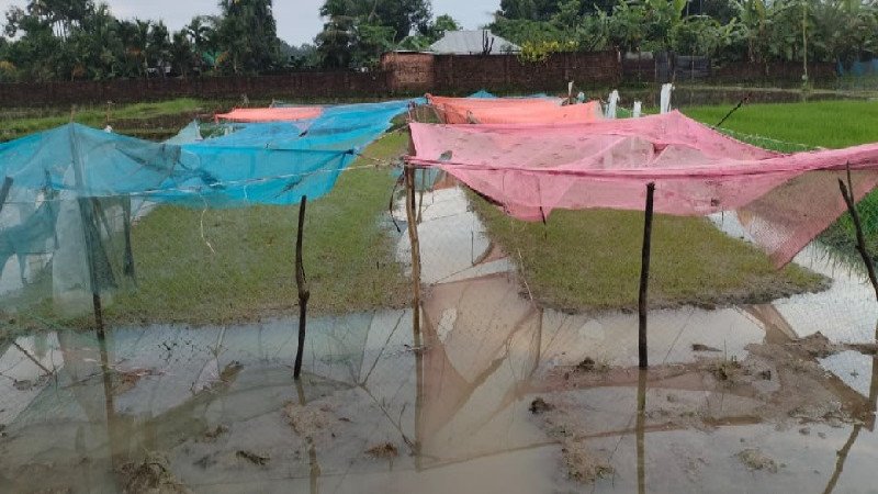 মাটিরাঙ্গায় আমন বীজতলায় বিপর্যয়, মশারির ঢাকনাতেও রক্ষা পেল না চারা