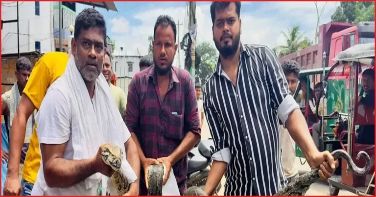 শ্রীমঙ্গলে লোকালয় থেকে ১৮ ফুটের অজগর উদ্ধার, লাউয়াছড়ায় অবমুক্ত