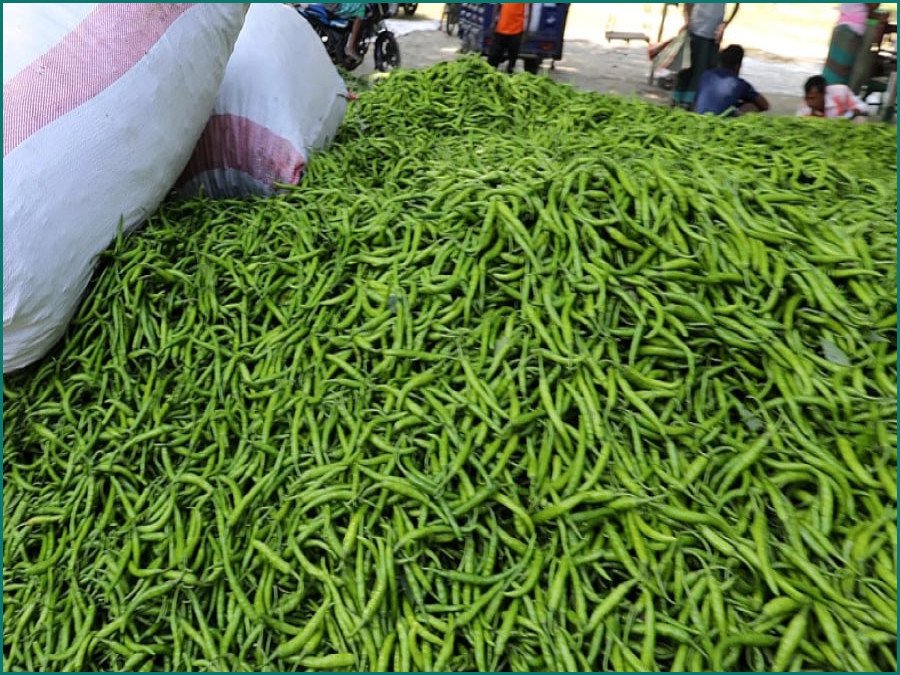 কাঁচা মরিচের দাম কমাতে আমদানির অনুমতি দিল সরকার
