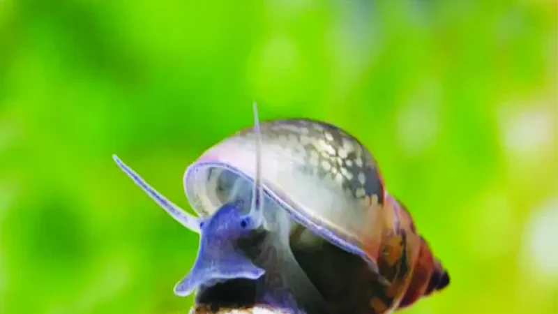 ঝিনুক-শামুকই প্রকৃতির 'বায়োলজিক্যাল ওয়াটার ফিল্টার', পরিষ্কার করছে মাইক্রোপ্লাস্টিক
