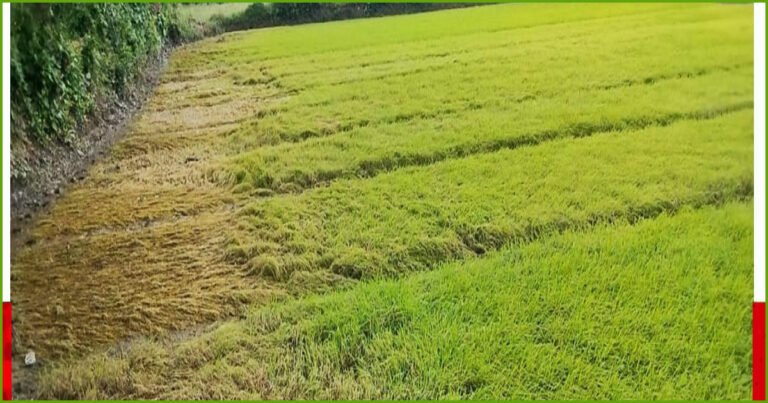 রাউজানে বন্যায় ফসলের ব্যাপক ক্ষতি: দিশেহারা ১১৫০ কৃষক