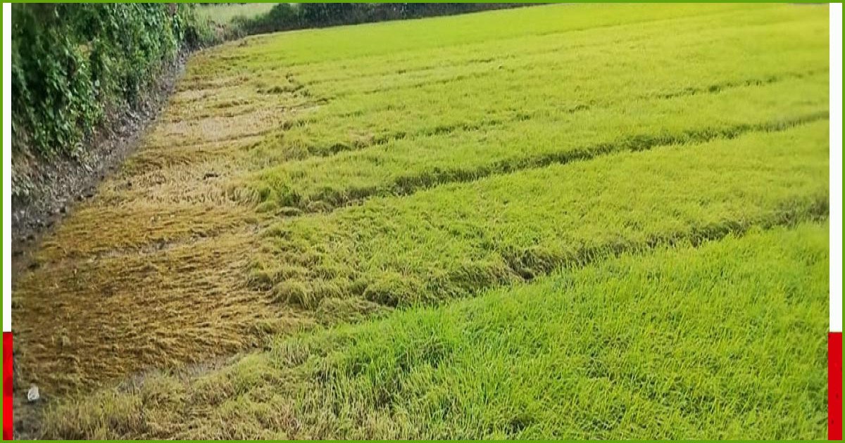 রাউজানে বন্যায় ফসলের ব্যাপক ক্ষতি: দিশেহারা ১১৫০ কৃষক