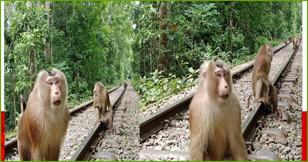 লাউয়াছড়ায় বিরল প্রজাতির ‘উল্টোলেজি’ বানরের দেখা মিলল