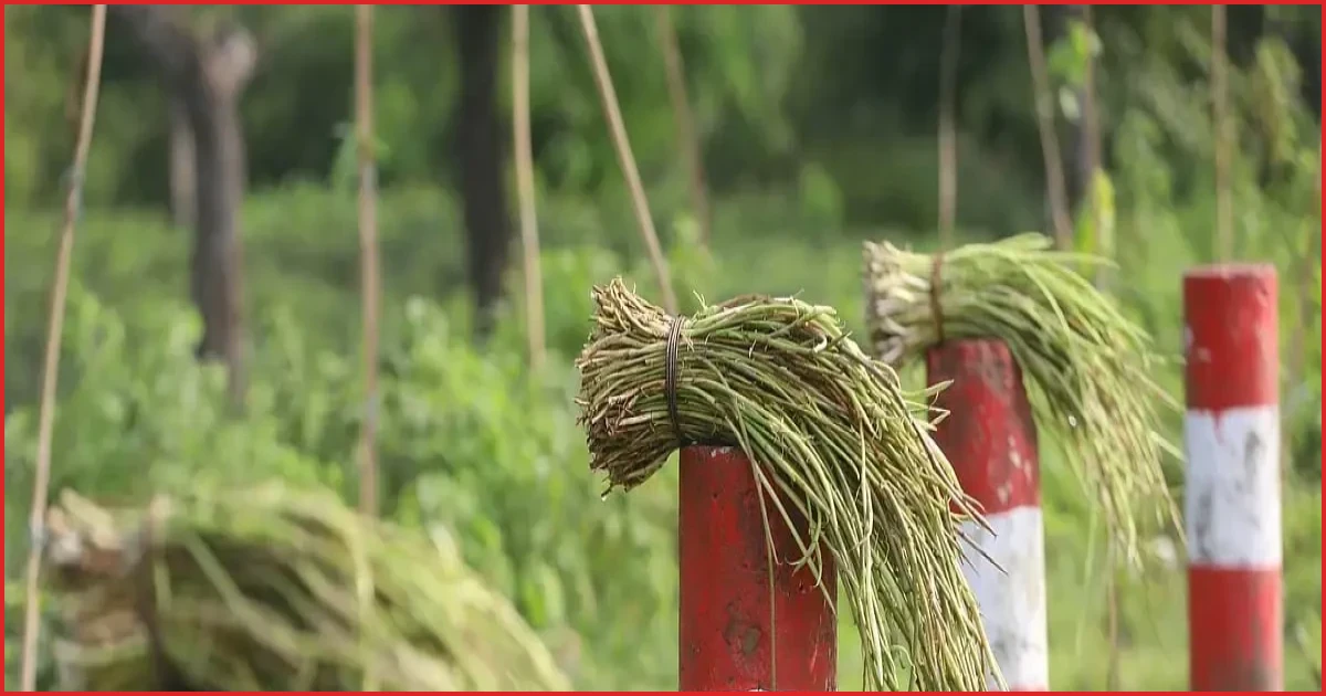 সিলেটের চা-বাগানের টিলায় জন্মানো ‘টিলার লতা’ বিক্রি করছেন শ্রমিকেরা