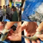 ভৈরবে জেলি মেশানো চিংড়ি বিক্রি, তিন ব্যবসায়ীর জরিমানা
