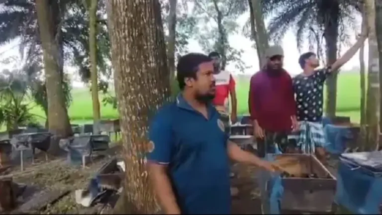 সাতক্ষীরায় ২৮০টি মৌ-বাক্স পুকুরে ফেলে ধ্বংস