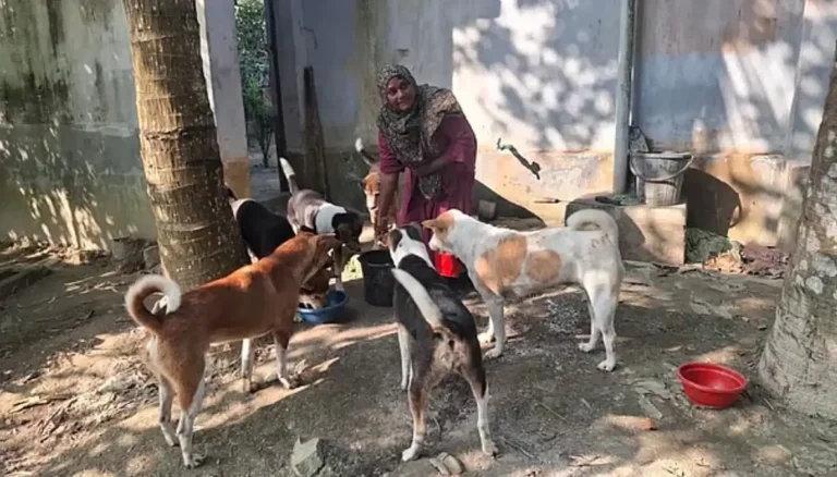 পথকুকুরের প্রতি কেন এত ঘৃণা ও বিদ্বেষ?