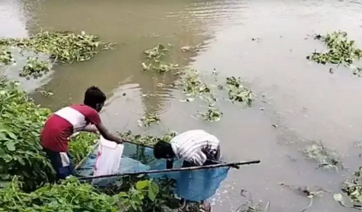 নাটোরের বারনই নদীতে হঠাৎ ভেসে উঠল বিপুল মাছ, কারণ নিয়ে উদ্বেগ