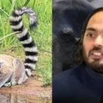 গাজীপুর সাফারি পার্ক থেকে সম্পদ সংক্রান্ত ঘটনায় হওয়া লেমুর গুজরাটের আম্বানি চিড়িয়াখানায় শনাক্ত