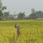 লালমনিরহাট সীমান্তে ১২ জনকে পুশইনের চেষ্টা