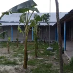 রাজশাহীতে বিদ্যালয়ের মাঠে কলাগাছ ও গেটে তালা দিলেন দাতা